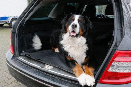 Kofferraumschutz Decke für Hunde mit Seitenschutz 170 x 155 cm in Schwarz  online kaufen